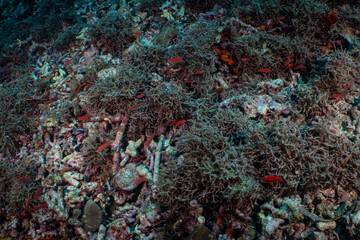 Large Sea Fan Coral on Tropical Reef in Dauin, Philippines © Chris J