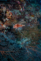 Large Sea Fan Coral on Tropical Reef in Dauin, Philippines © Chris J