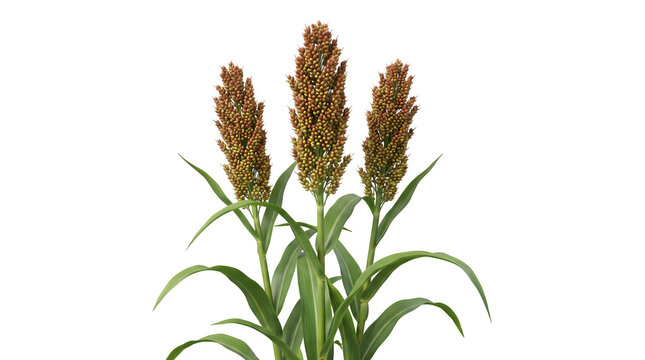 Isolated sorghum stalks with grain heads on a transparent background