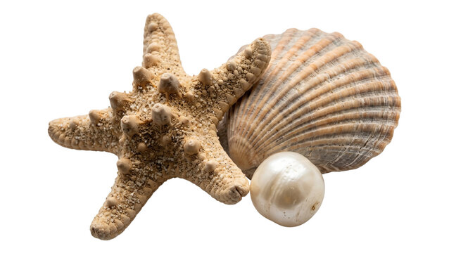 Starfish textured sea shell and single lustrous white pearl isolated on transparent background for marine themed interior decor and luxury jewelry store displays.