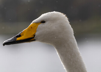 profile of a whooper swan © Anton