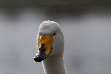 whooper swan in the rain © Anton