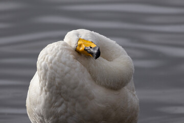 close up whooper swan © Anton