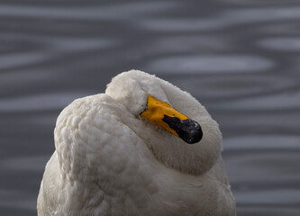 swan on the water © Anton