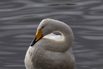 whooper swan © Anton