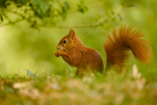 Red squirrel sitting in the grass while nibbling food held between its front paws with its large bushy tail curled upward behind.