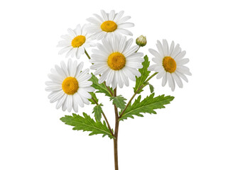Vibrant bunch of white daisies with yellow centers and green foliage © Shahriar