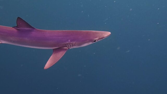 Nature and Wildlife: Lone Blue Shark Swimming in Open Ocean Waters Off the Coast of Cornwall, England in 4K