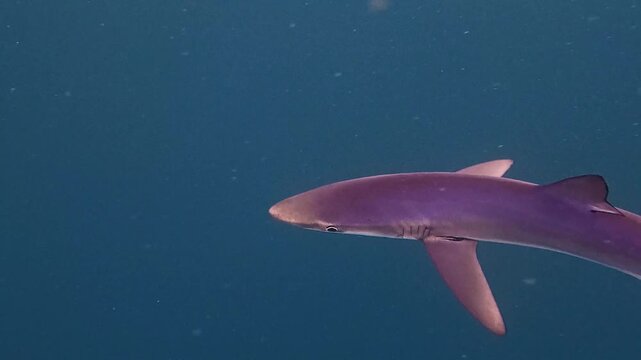 Nature and Wildlife: Lone Blue Shark Swimming in Open Ocean Waters Off the Coast of Cornwall, England in 4K