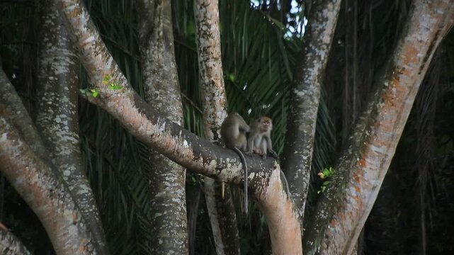 Two monkeys perched on the big trunk tree branches