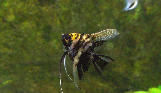 Black and yellow striped scalar angelfish (Pterophyllum scalare) underwater in aquarium