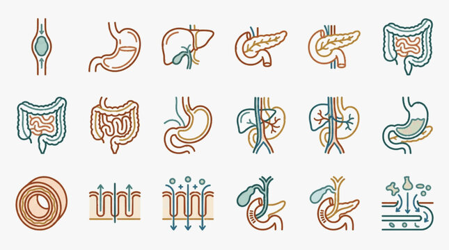 Human Digestive System Icon Set Featuring Stomach Liver Pancreas Intestines and Gallbladder Anatomical Vector Illustrations for Medical Education and Healthcare Design.