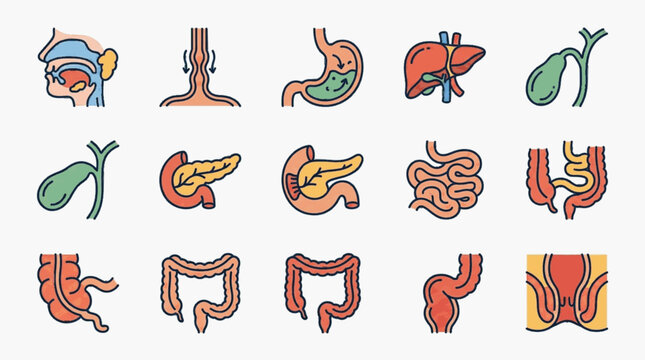 Medical vector illustration set of human digestive system organs including mouth, esophagus, stomach, liver, gallbladder, pancreas, small intestine, large intestine, and rectum.