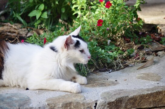 Gatto Bianco e Nero sdraiato al Sole su un Muretto in Pietra nel Borgo - Corsica, Francia