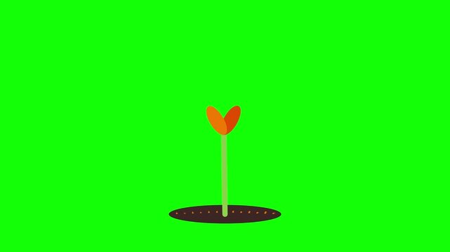 A small green plant seedling sprouting from soil against green screen