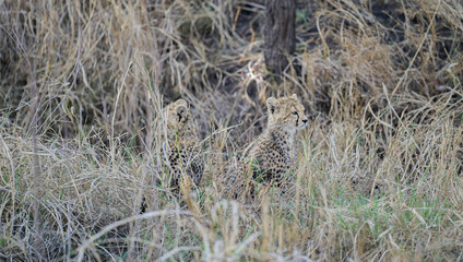 Two young cheetah cubs hiding and sitting in tall dry grass in African savannah © Mathias