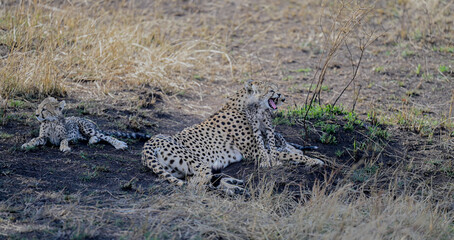 Mother cheetah resting with her cubs as one cub yawns in the African wilderness © Mathias