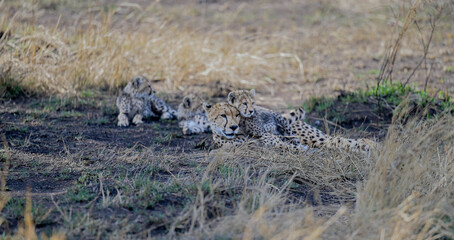 Mother cheetah lying together with her group of young cubs in African savannah © Mathias