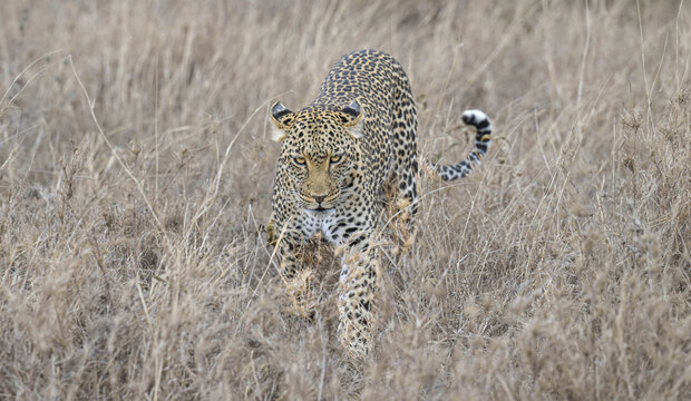 African leopard stalking and walking forward through dry grass in savannah
