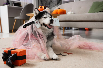 Halloween party fun, husky dog wearing a bloody bride costume with a toy cleaver in a decorated living room for a festive holiday celebration © Pixel-Shot