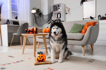 Halloween celebration with pet, husky dog wearing bat headband sitting in decorated living room with pumpkin candy bucket and festive home interior © Pixel-Shot