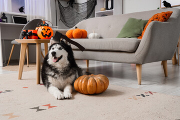 Halloween celebration and pet costume, husky dog with toy axe on head sitting in decorated living room with pumpkins and festive autumn home decor © Pixel-Shot