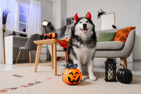 Halloween celebration with pet, husky dog wearing devil horns costume sitting in decorated living room with jack-o-lantern candy bucket and home decor