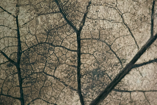 Macro close-up background texture of dry leaf vein skeleton with detailed pattern