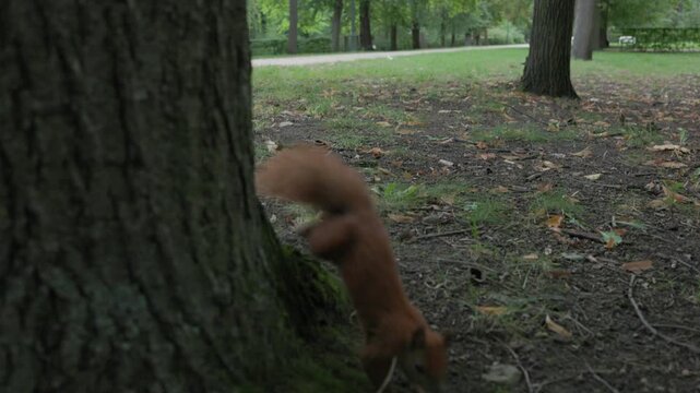 Wild squirrel jumps from tree and runs toward a person without fear showing unusual trust and curiosity around humans in a natural outdoor environment during daytime