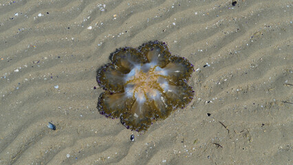Jellyfish rests on sandy beach during low tide © Joachim