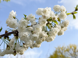 White double cherry blossoms line a branch © Lazarenko O.