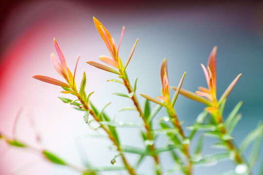 Close-up of young plant shoots with vibrant red and orange tips. Covered in fresh water droplets against a soft colorful blurred background. Natural macro photography of new spring growth.