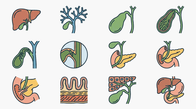 Medical Vector Icon Set of Human Digestive System Anatomy Featuring Detailed Illustrations of Liver Gallbladder Pancreas Bile Ducts Duodenum and Intestinal Villi Structures.