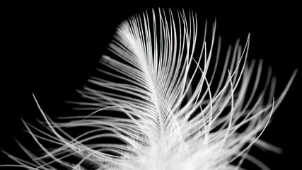 A close up of a feather with a black background © schankz
