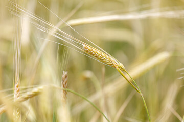 Fototapeta premium Golden wheat stalks sway gently in a sunlit field