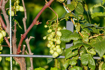Obraz premium Green grapes hang from a vine