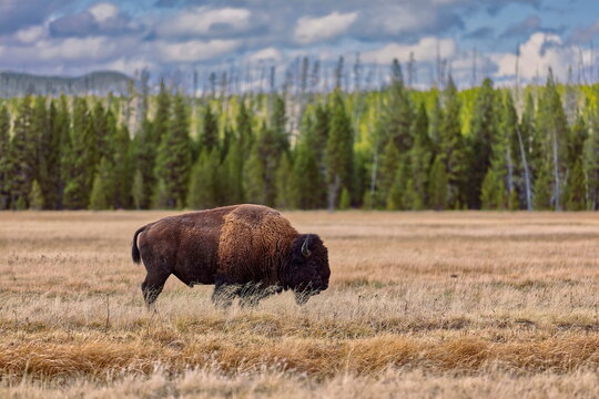 Male specimen of America bison (colloquially, buffalo) at graze on a meadow beside Grand Loop Rd., next to Sevenmile Bridge. Yellowstone NP-WY-USA-025
