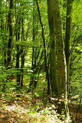 Fototapeta premium Grüner Wald im Spätsommer Spaziergang und wandern gehen