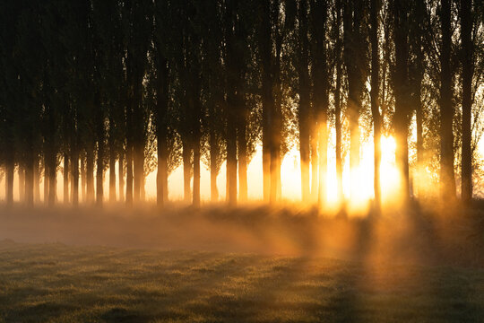 A lane of trees in the countryside during a beautiful sunrise on a foggy morning.