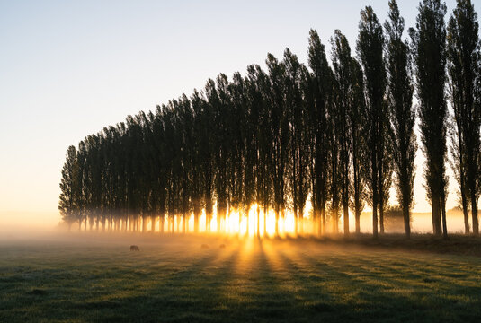 A lane of trees in the countryside during a beautiful sunrise on a foggy morning.