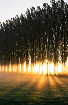 A lane of trees in the countryside during a beautiful sunrise on a foggy morning.