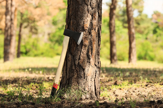 Deforestation and environmental impact, sharp axe leaning against a pine tree trunk in a forest for logging and wood industry