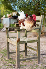 A handsome rooster perches calmly on the armrest of a rustic wooden chair in a sunlit farmyard setting. © erwin