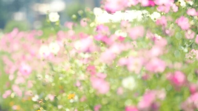 透き通ったフワフワの花びらが風に揺れる様子。カラフルで華やかな花畑。秋の公園や花壇を彩るコスモスのある風景。自然風景素材。
