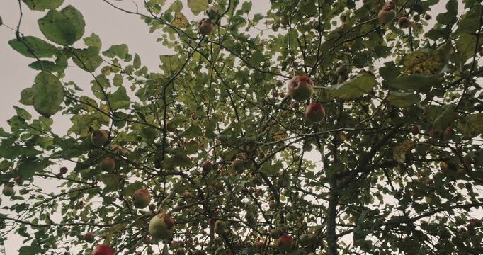 Ripe Red Apples on Tree Branches in Rural Orchard During Harvest