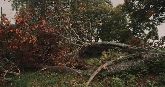 A fallen tree lies across the fence of an old rural house surrounded by autumn vegetation. Fallen tree resting on an old fence