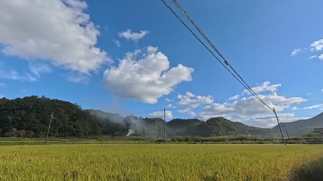 秋の収穫前の青空が広がる稲田と野焼きのタイムラプス