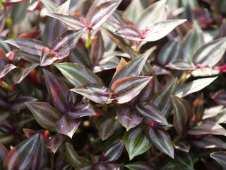 Tradescantia zebrina a trailing plant with striking colors. © saksuvan