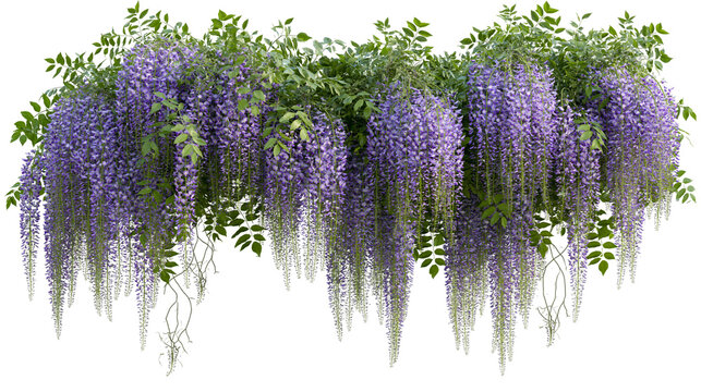 Isolated lush purple wisteria flowers blooming on a vine, elegant hanging plant arrangement