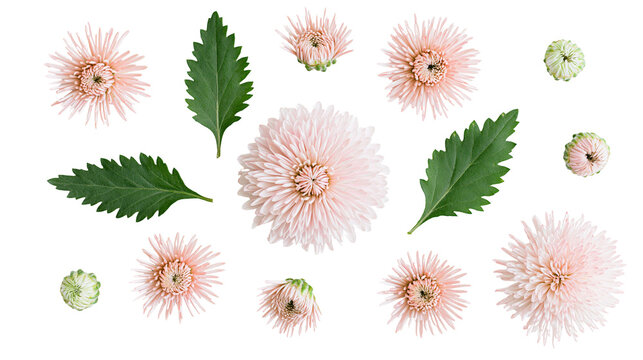 Isolated tender pink chrysanthemum flowers, delicate buds, and fresh green leaves arrangement